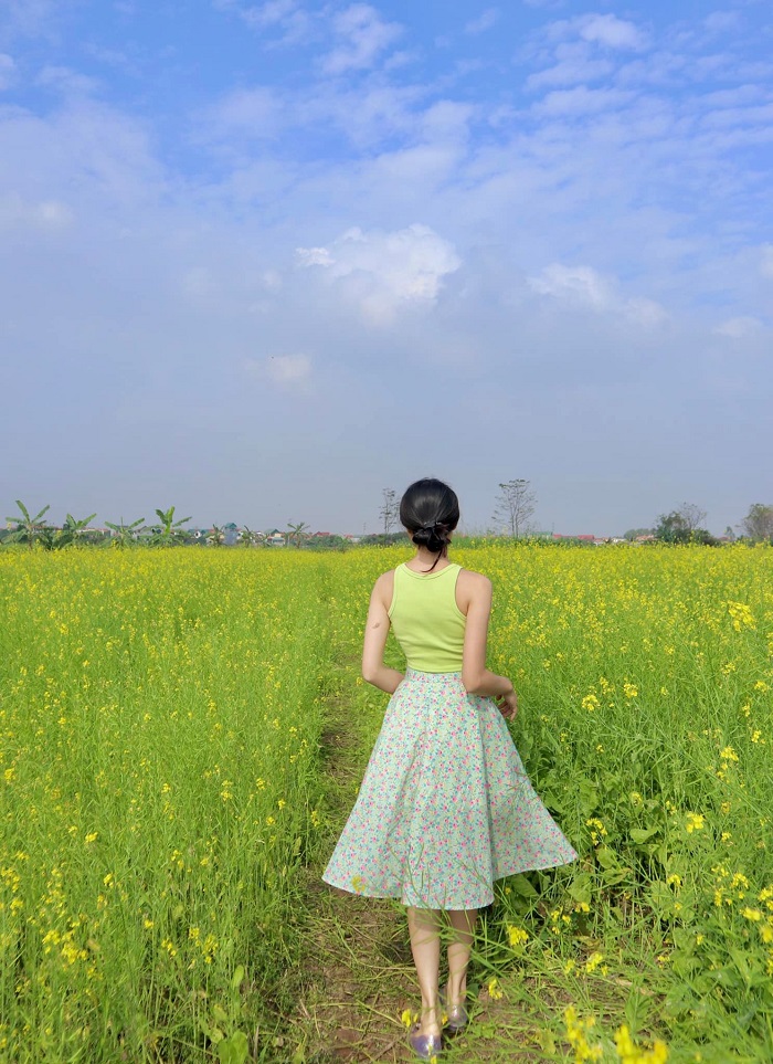 địa chỉ cánh đồng hoa cải ở hà nội thu hút du khách chụp ảnh