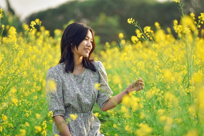 Một mùa hoa cải vàng đẹp nao lòng tại địa chỉ cánh đồng hoa cải ở hà nội
