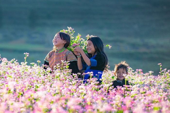 Lễ hội hoa tam giác mạch Hà Giang được tổ chức vào tháng 11