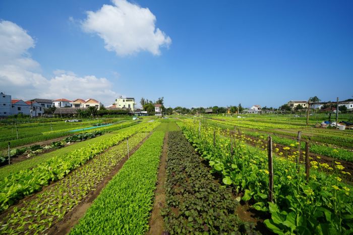  Kinh nghiệm du lịch làng rau Trà Quế Hội An