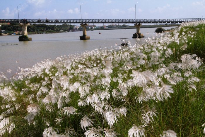 mùa cỏ lau bên sông Thu Bồn 