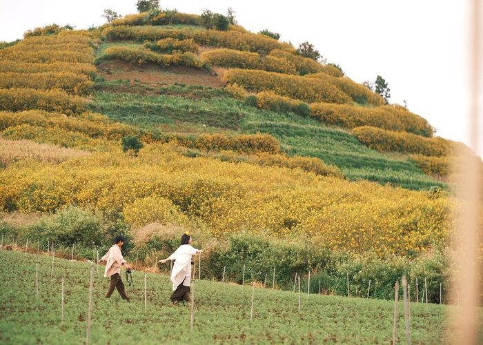 Núi lửa đôi R'chai Lâm Đồng vào mùa hoa dã quỷ nở