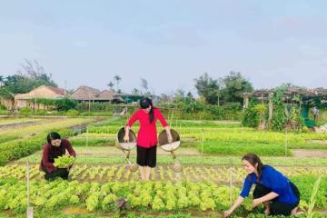  Kinh nghiệm du lịch làng rau Trà Quế Hội An lạc vào miền quê thanh bình 