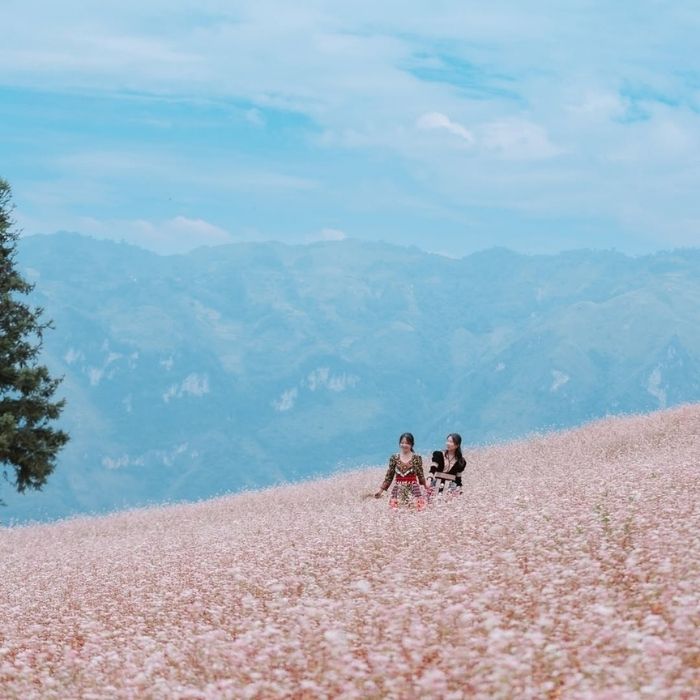 Vẻ đẹp Hà Giang mùa hoa tam giác mạch