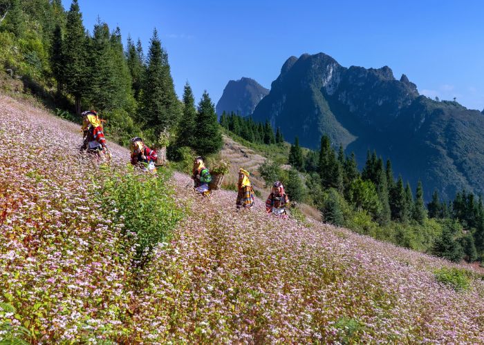 Hoa tam giác mạch trải khắp các sườn núi tại Hà Giang