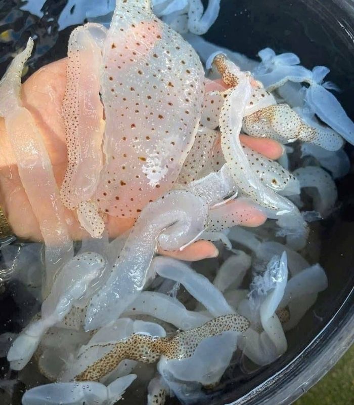 Nghệ thuật chế biến sứa đòi hỏi tay nghề và kinh nghiệm lâu năm