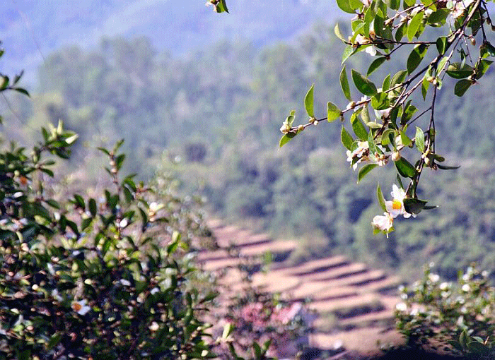 mùa hoa sở