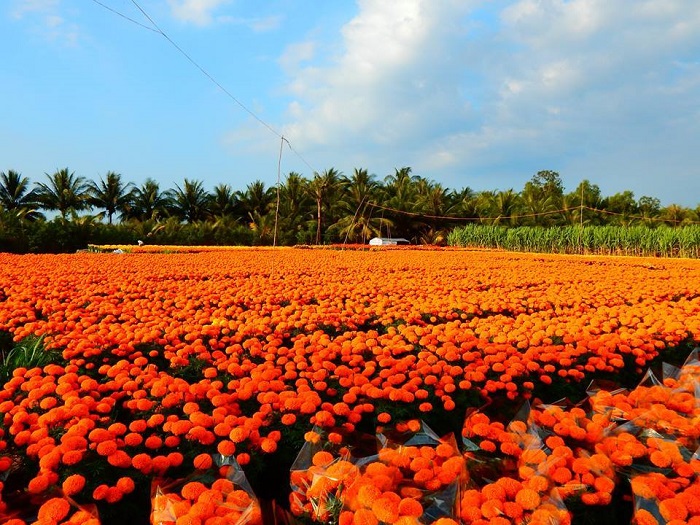  làng hoa Cái Mơn