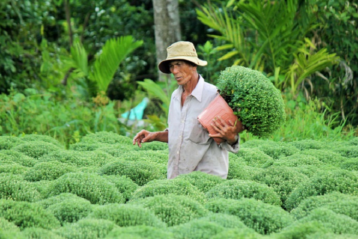 làng hoa Cái Mơn