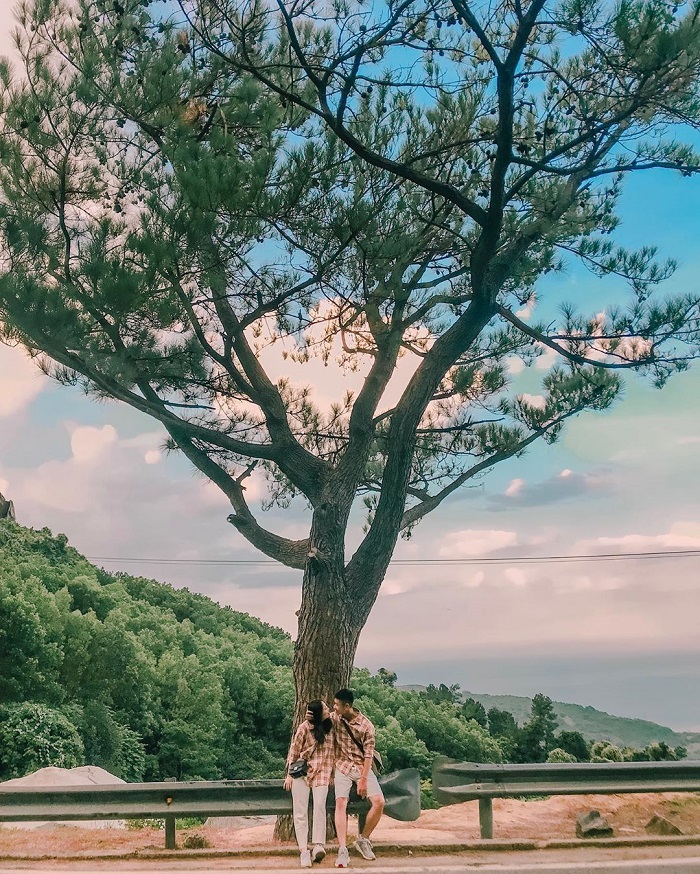cây cô đơn ở Việt Nam 