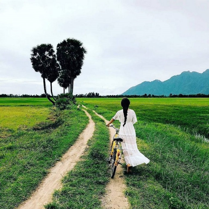 cây cô đơn ở Việt Nam 