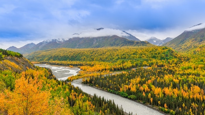 Bất chấp núi lửa ở quần đảo Four Mountains, hoa vẫn nở trên vùng Alaska. 