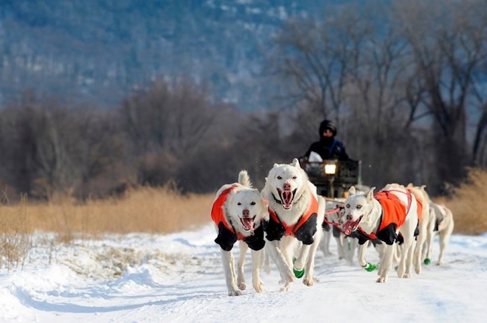 Những chú chó tuyết to khỏe kéo đi băng băng qua rừng qua suối gần quần đảo Four Mountains. 