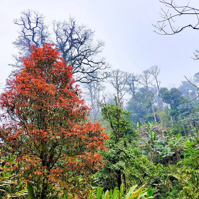 điểm ngắm lá phong