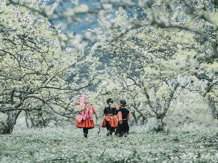 kinh_nghiem_du_lich_moc_chau_mua_hoa_man