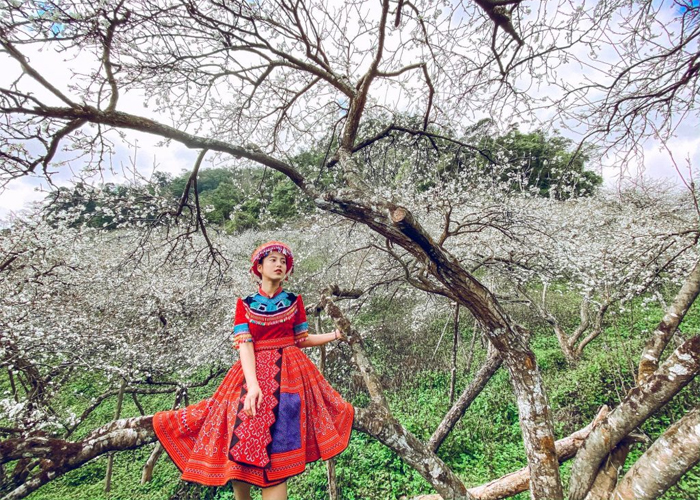 kinh_nghiem_du_lich_moc_chau_mua_hoa_man