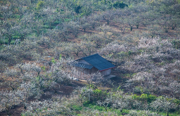 kinh_nghiem_du_lich_moc_chau_mua_hoa_man