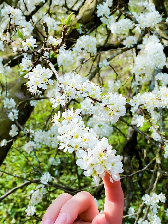 kinh_nghiem_du_lich_moc_chau_mua_hoa_man