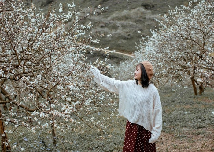 kinh_nghiem_du_lich_moc_chau_mua_hoa_man