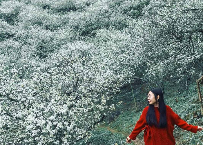 kinh_nghiem_du_lich_moc_chau_mua_hoa_man