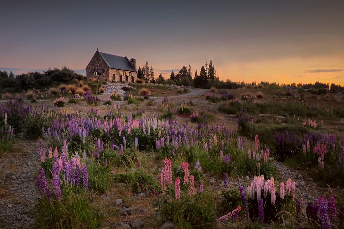 Lupins là mùa hoa tháng 12 ở New Zealand