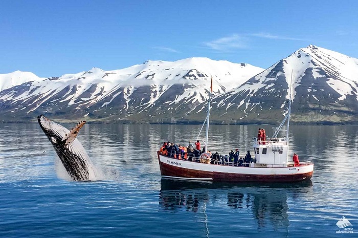  du lịch Iceland tháng 12