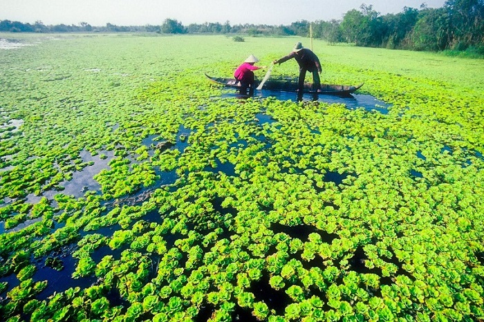 Vườn quốc gia U Minh Hạ