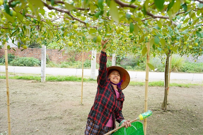Để trở thành nguồn kinh tế chủ lực, bà con nông dân đã ghép táo ta vào gốc cây táo lai và tạo thành giống táo muối Bàng La Hải Phòng