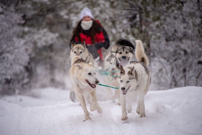 Để du lịch Giáng sinh ở Canada một cách trọn vẹn nhất, du khách đừng nên bỏ lỡ chuyến phiêu lưu ở Lãnh thổ Yukon