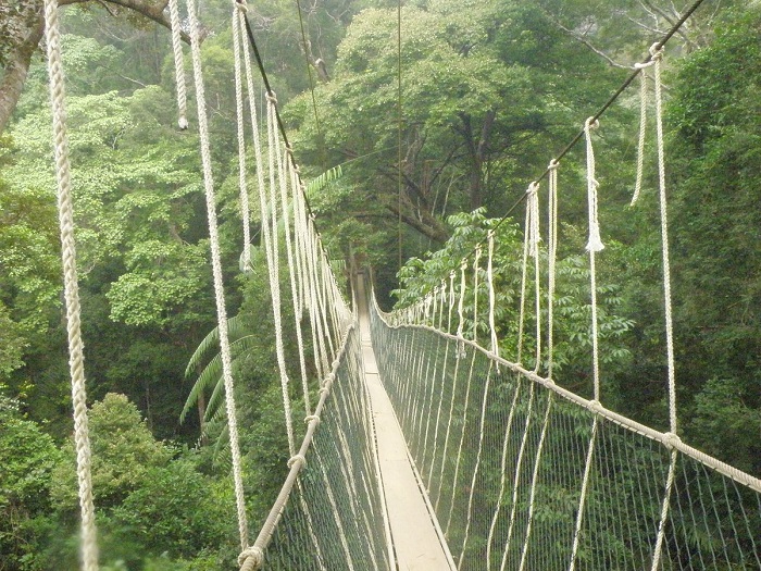 Du lịch Malaysia nhớ ghé thăm Vườn Quốc gia Taman Negara