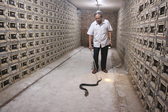 Làng nghề Lệ Mật Hà Nội: Làng nghề nuôi rắn nổi tiếng gần xa