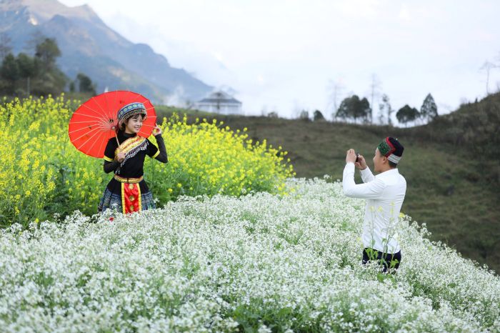 mùa hoa Tây Bắc hoa cải