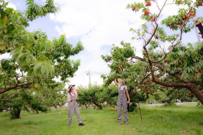 Du lịch Yamanashi Nhật Bản