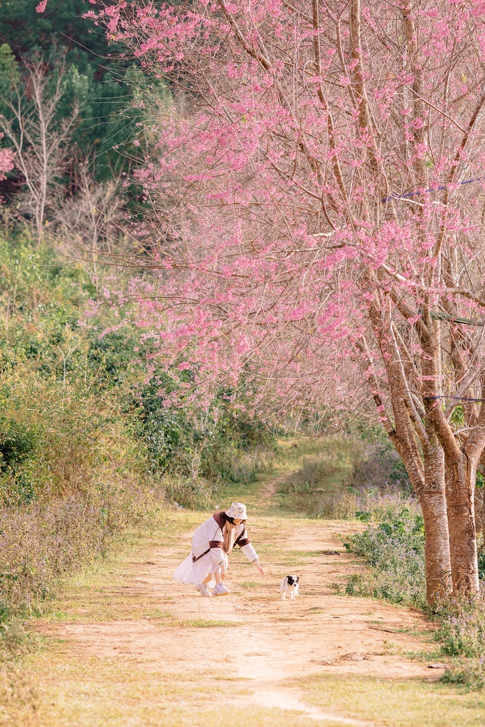 Du lịch mùa hoa đào Đà Lạt đẹp ngây ngất