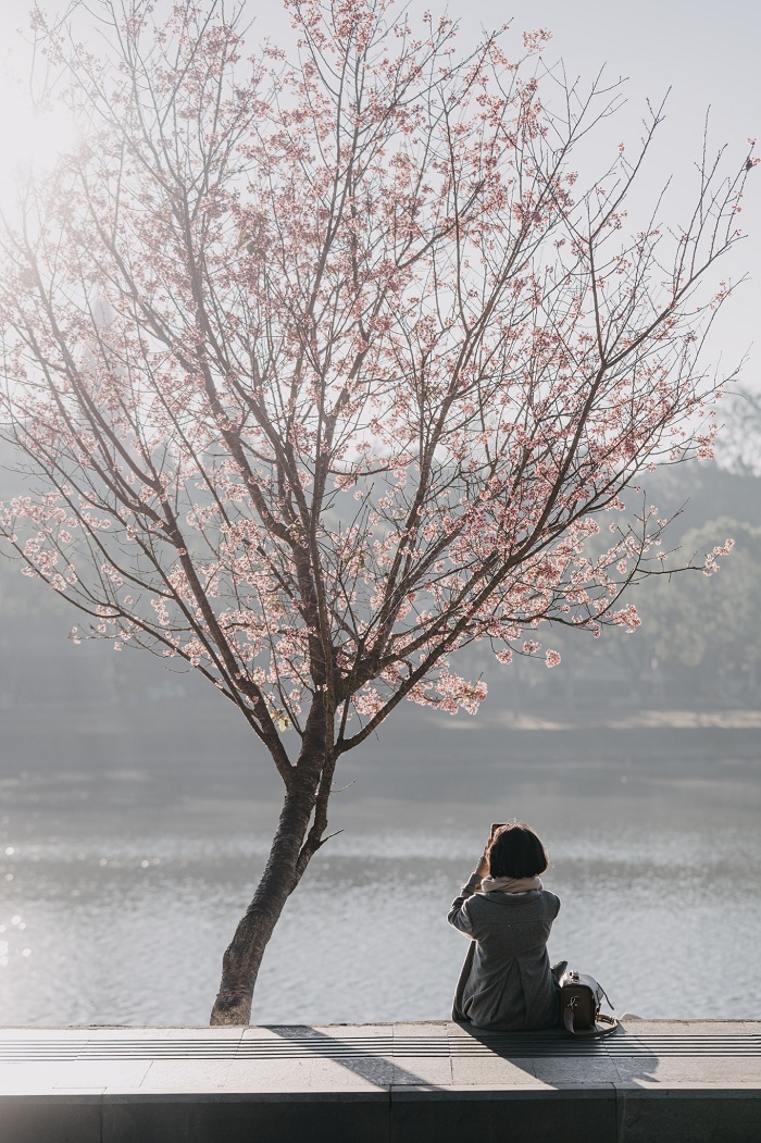 Cây mai anh đào cô đơn bên Hồ Xuân Hương chờ khách Du lịch mùa hoa đào Đà Lạt