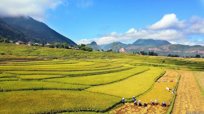 Cẩm nang du lịch Lai Châu, cảnh đẹp đến ngỡ ngàng tại cánh đồng Mường Than