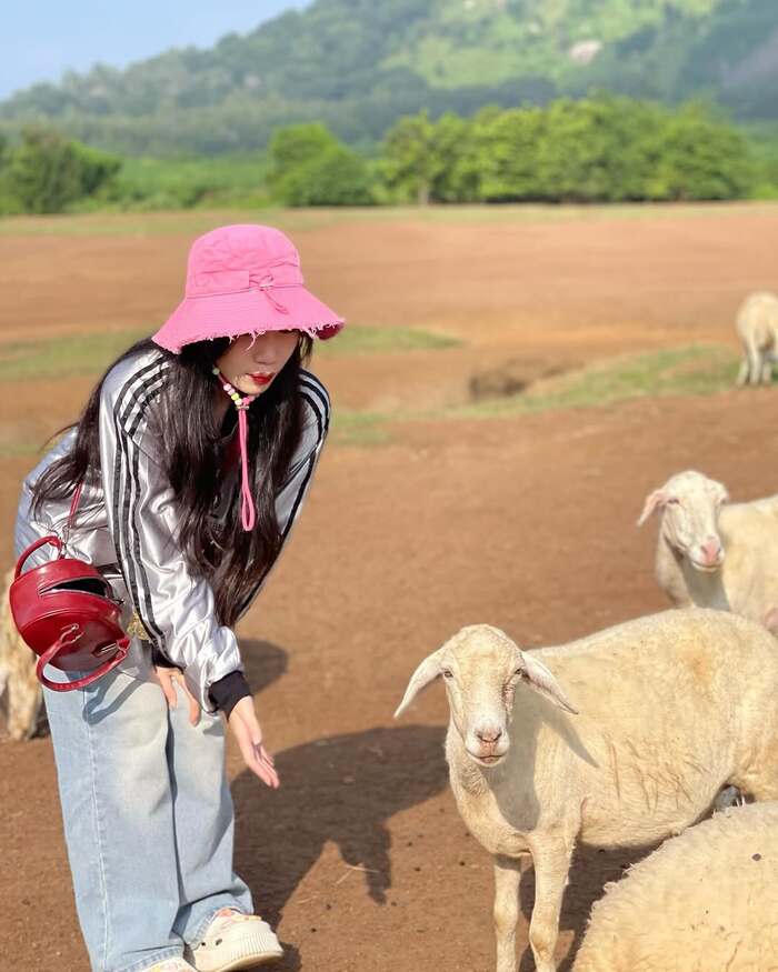 Đồng cừu suối Nghệ Vũng Tàu là địa điểm du lịch sống ảo nổi tiếng ở phố biển