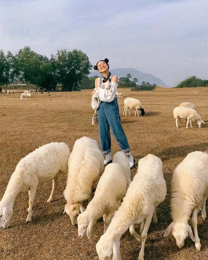 Săn ảnh với đàn cừu đáng yêu ở đồng cừu suối Nghệ Vũng Tàu