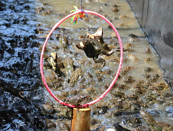 Xem xiếc ếch khi Lịch trình du lịch Cồn Sơn Cần Thơ 