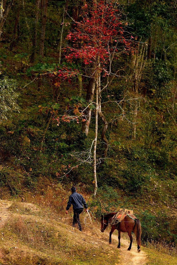 Cảnh sắc mùa lá đỏ hồ Bản Viết Cao Bằng cứ ngỡ như xứ sở Hàn Quốc