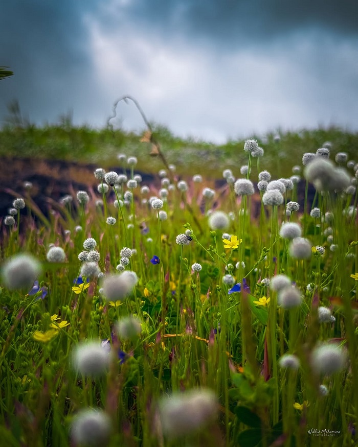 Kaas Plateau là một trong những cánh đồng hoa đẹp nhất châu Á cảnh đẹp như tranh