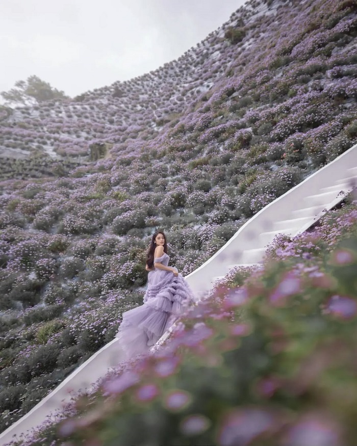 Cameron Highlands Flower Gardens là một trong những cánh đồng hoa đẹp nhất châu Á mà bạn nên ghé thăm