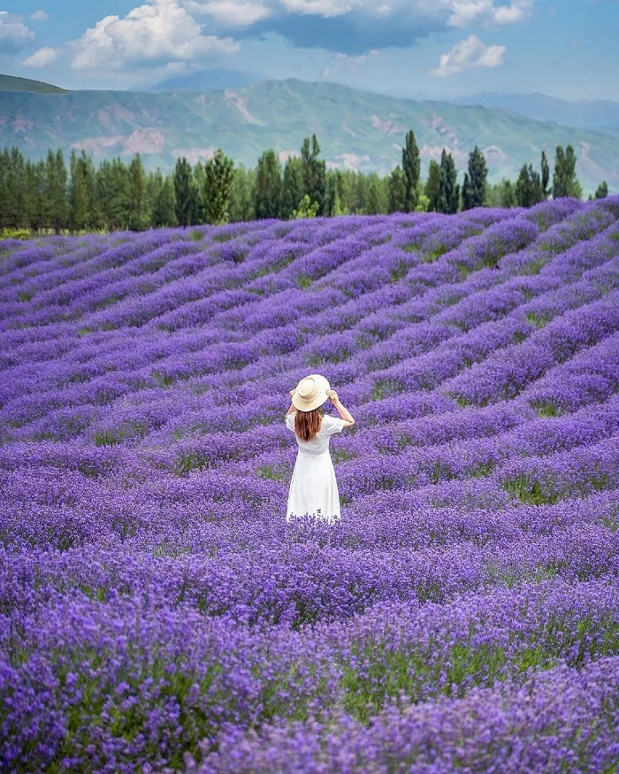 Yili Tianshan Lavender là một trong những cánh đồng hoa đẹp nhất châu Á thuộc Trung Quốc