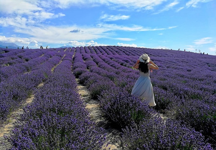 Yili Tianshan Lavender là một trong những cánh đồng hoa đẹp nhất châu Á đứng vào là có ảnh đẹp
