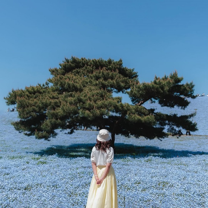 Hitachi Seaside Park là một trong những cánh đồng hoa đẹp nhất châu Á nằm ở Nhật Bản