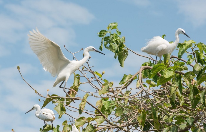 Lịch trình du lịch Cồn Sơn Cần Thơ trở về với thiên nhiên tại Vườn cò Bằng Lăng