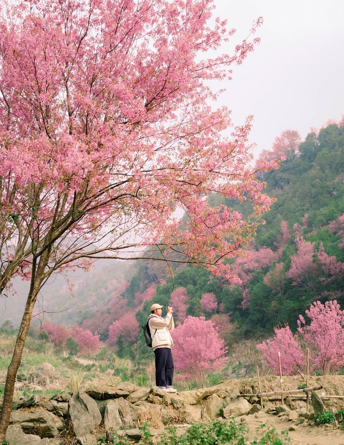 Mùa hoa tớ dày Mù Cang Chải thường nở từ giữa tháng 12 tới giữa tháng 1