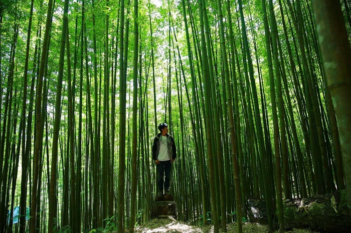 Rừng trúc xanh biếc và Mùa hoa tớ dày Mù Cang Chải