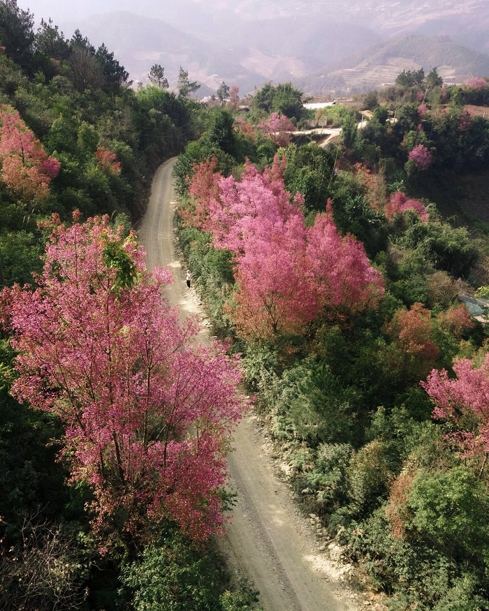 Vẻ đẹp lãng mạn của mùa hoa tớ dày Mù Cang Chải