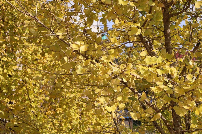 Điểm ngắm mùa ngân hạnh ở Sa Pa không khó tìm